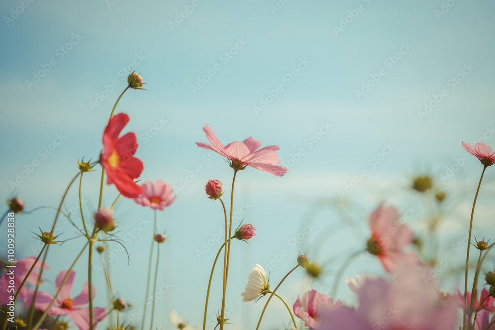 Cosmos flower blossom in garden