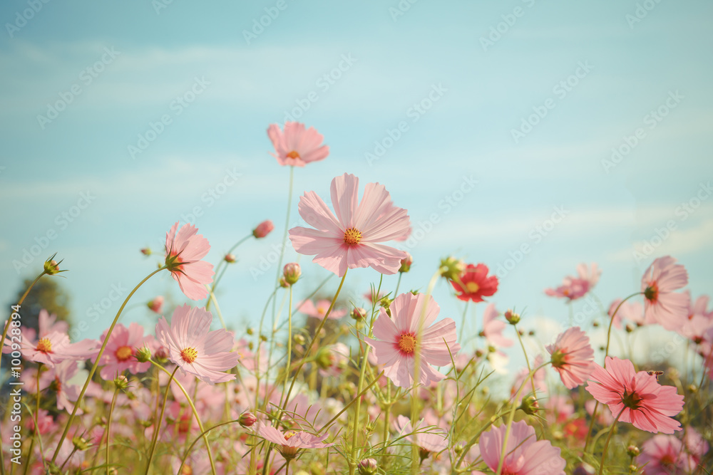 Obraz premium Cosmos flower blossom in garden