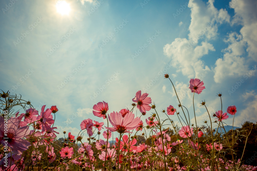 Cosmos flower blossom in garden