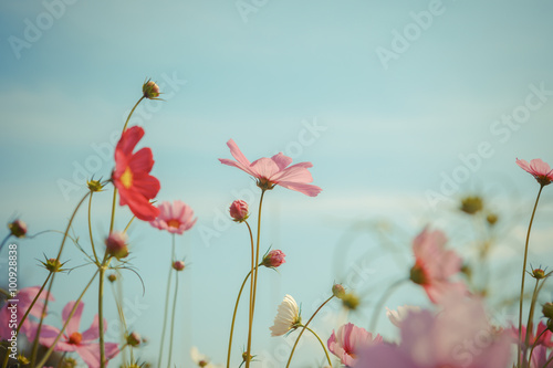 Cosmos flower blossom in garden photo