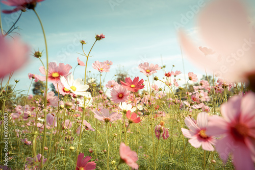 Fotografia, Obraz Cosmos flower blossom in garden