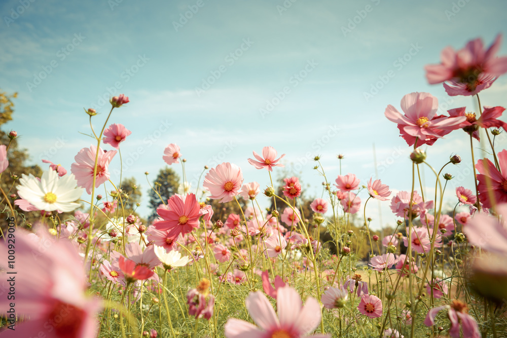 Fototapeta premium Kosmos kwiat kwiat w ogrodzie