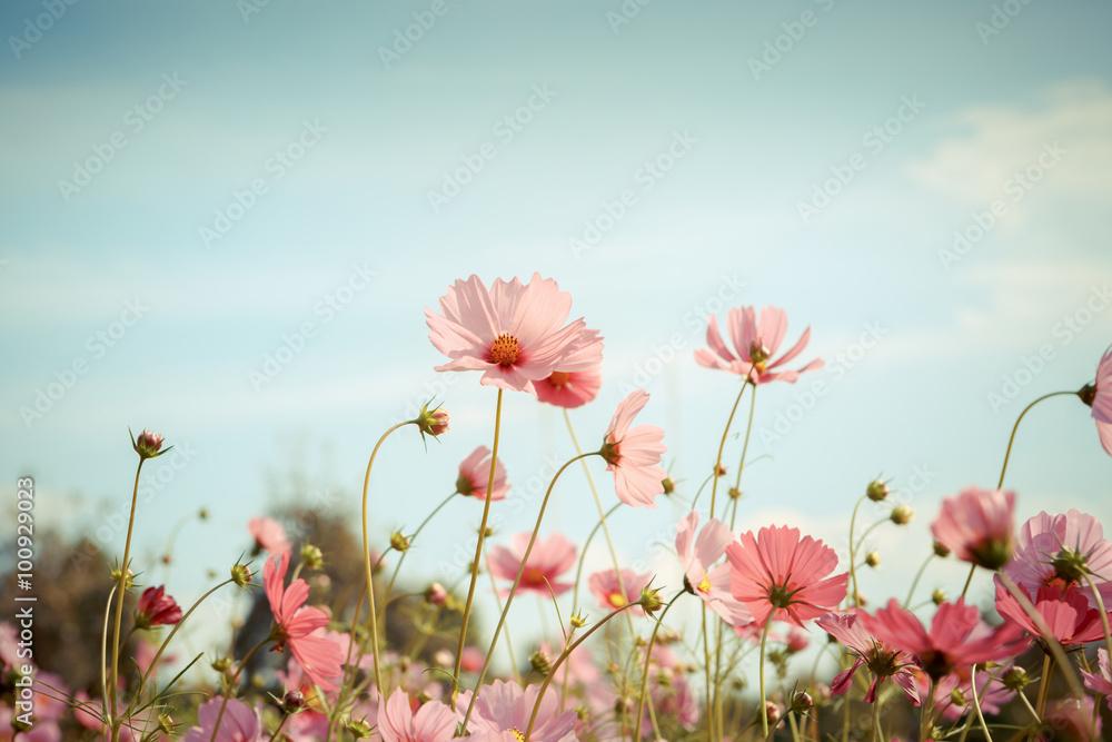 Fototapeta premium Kosmos kwiat kwiat w ogrodzie