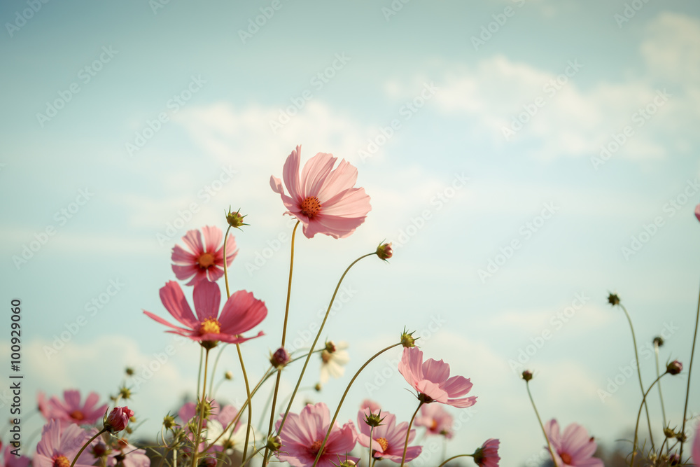 Cosmos flower blossom in garden
