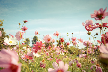 Gartenposter Blumen Kosmosblumenblüte im Garten  © wittybear