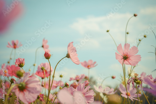 Cosmos flower blossom in garden © wittybear