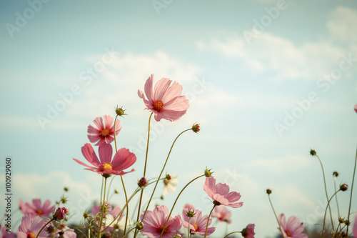 Obraz na płótnie Cosmos flower blossom in garden w salonie