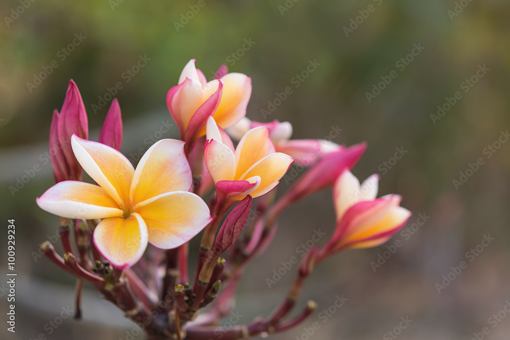 Naklejka premium Plumeria or Frangipani Flowers