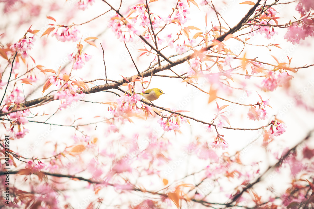 Bird on Cherry Blossom and sakura Bird on Cherry Blossom and sakura