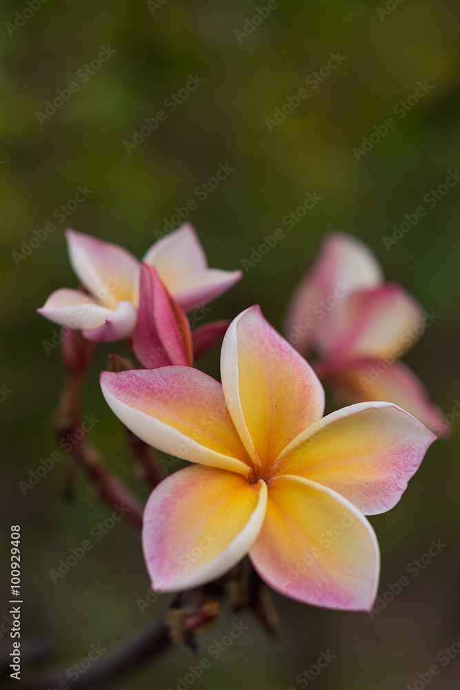 Plumeria or Frangipani Flowers Plumeria or Frangipani Flowers