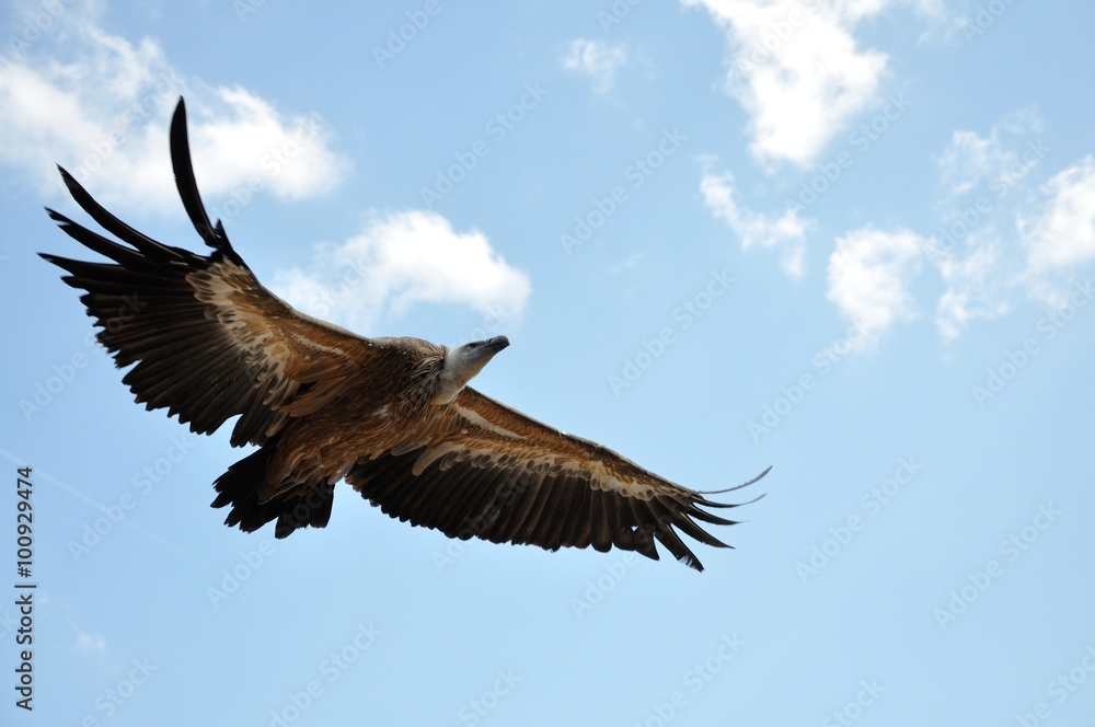 Le Fauve Qui Avala La Lune Scan Vf Vautour fauve en plein vol. Stock Photo | Adobe Stock