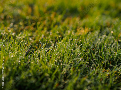 fresh morning water dew on green grass