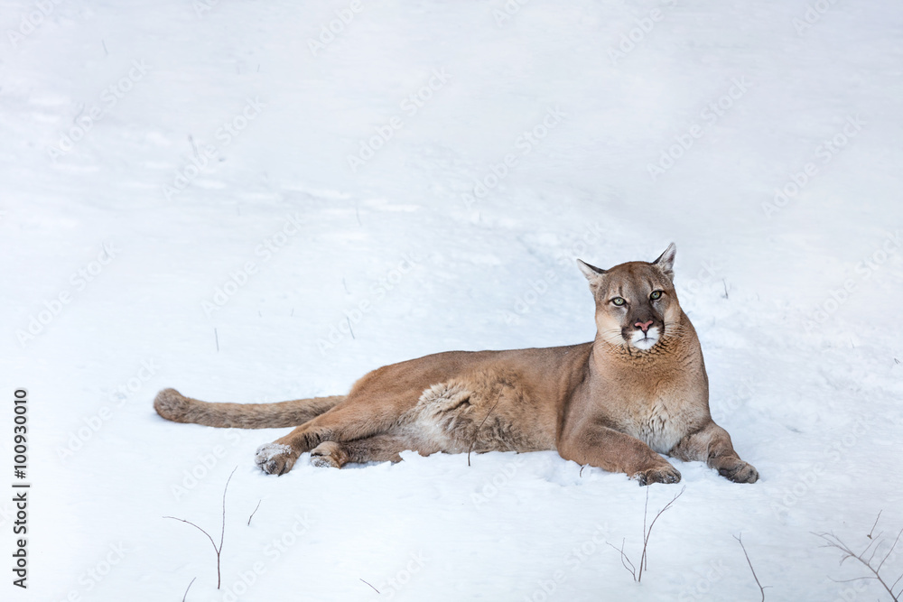 Obraz premium Puma w lesie, Mountain Lion, samotny kot na śniegu