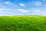 Field of green grass and blue sky