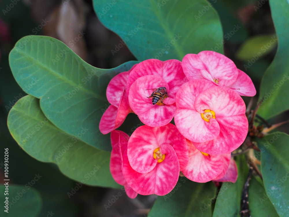 Obraz premium Euphorbia milii (crown of thorns, Christ plant, Christ thorn)