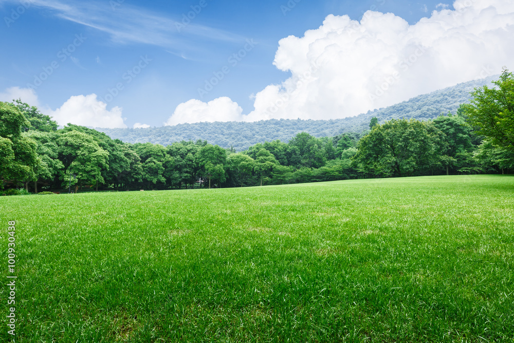 Fototapeta premium Field of green grass and blue sky