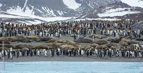 King Penguins and their choices with elephant seals on South Georgia Island