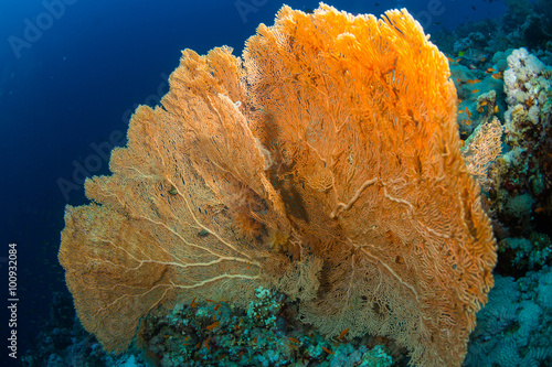 Gorgonaria