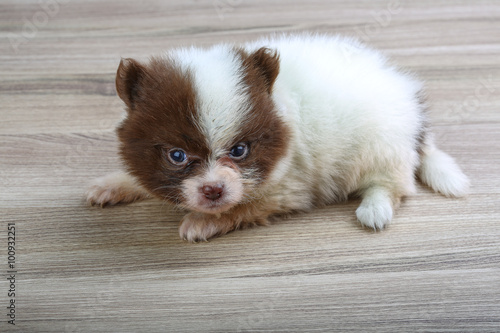 Pomeranian spitz