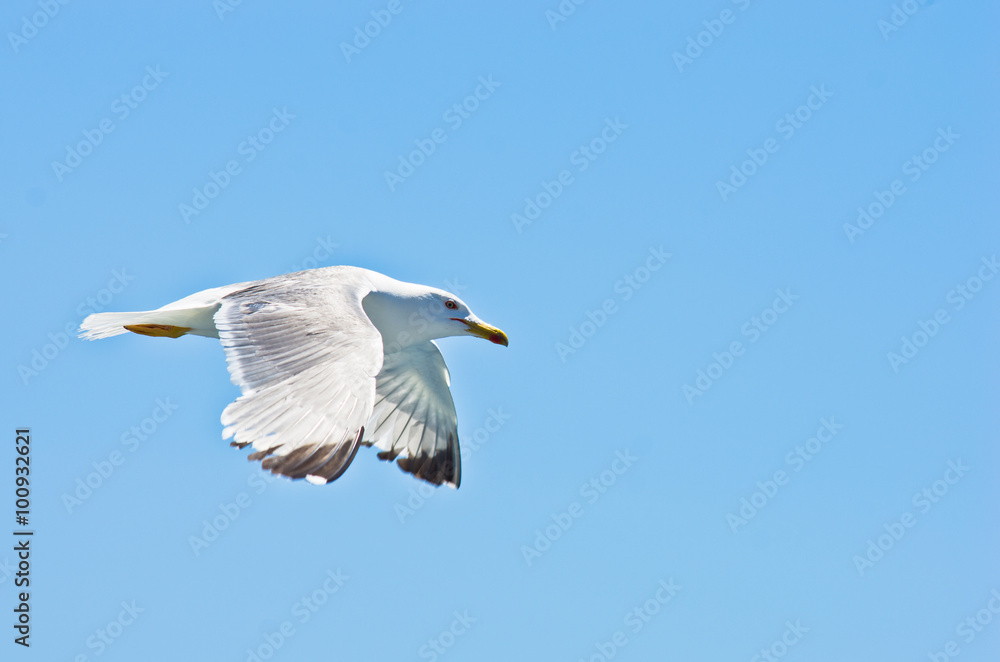 Closeup of a seagull flying over Aegean sea near mountain Athos, Greece