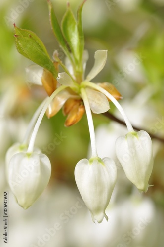 ドウダンツツジ