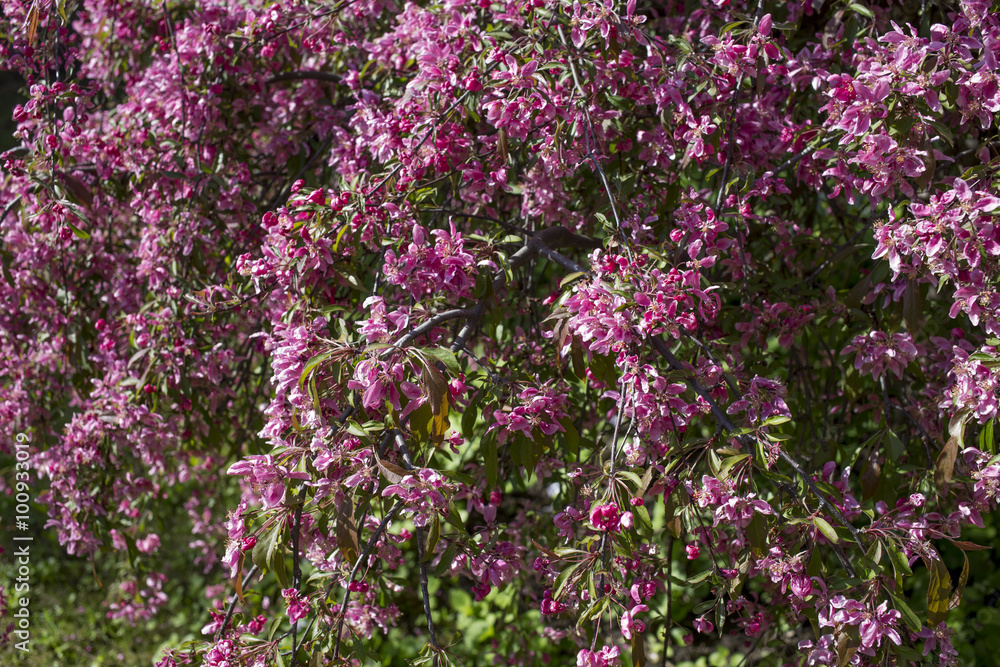 Ornamental apple tree Royal Beauty. Ornamental apple tree Royal Beauty.