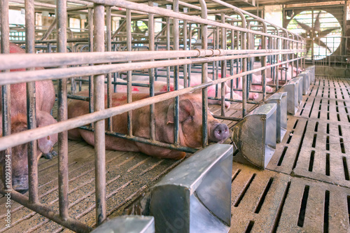 Pig Rest in farm