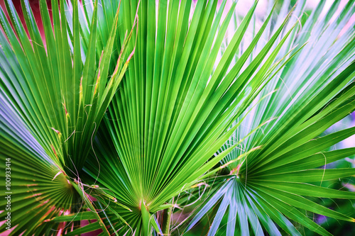 Close-up of green palm leaves. Palm leaves background. Shallow depth of field. Selective focus.