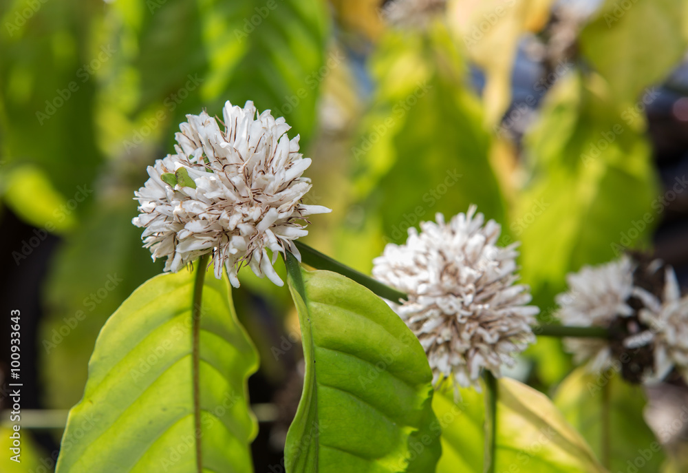 coffee blossom white color flower of coffee tree coffee blossom white color flower of coffee tree