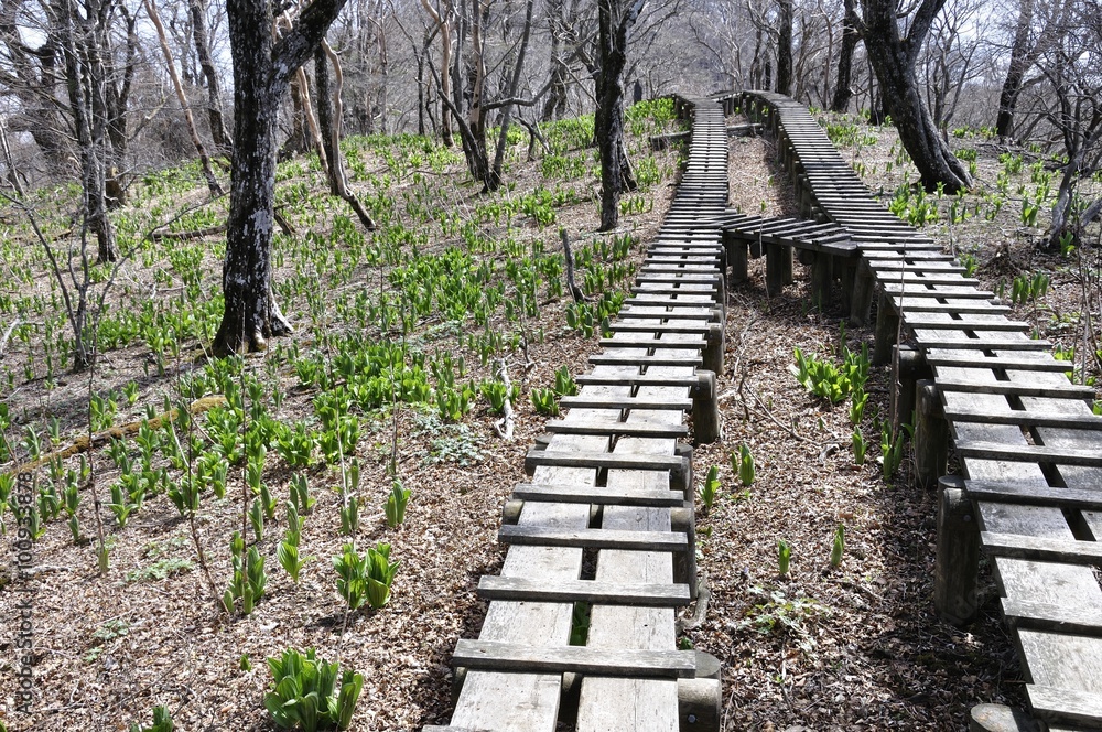 Fototapeta premium 木道の山道