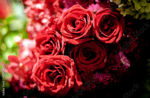  Beautiful Roses as a background