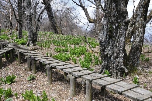 木道の山道