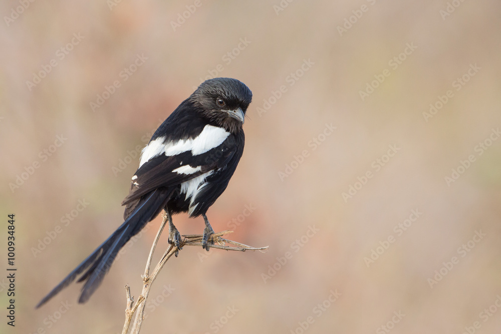 Obraz premium African long-tailed shrike, Kruger Park, South Africa