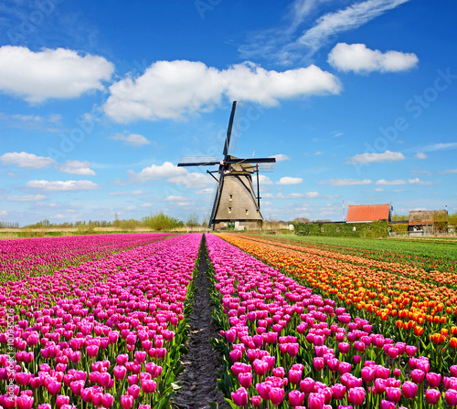 A magical landscape of tulips and windmills in the Netherlands.