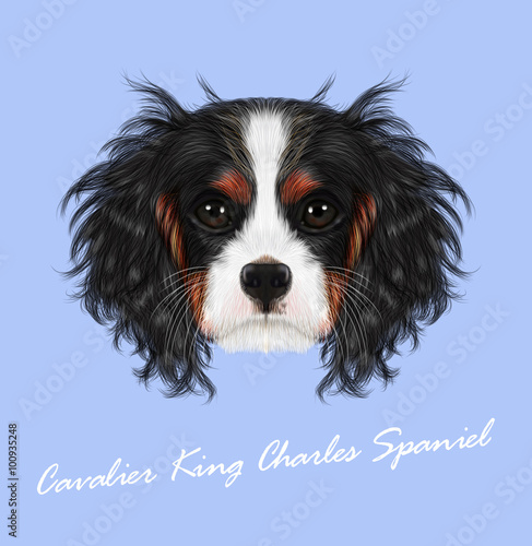 Vector illustrated portrait of Dog. Cavalier King Charles Spaniel on blue background.