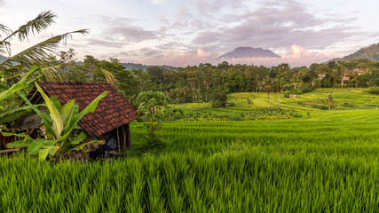 Handdoek met foto Rijstvelden Rijstvelden en bergen Sidemen Bali  © dneukirch