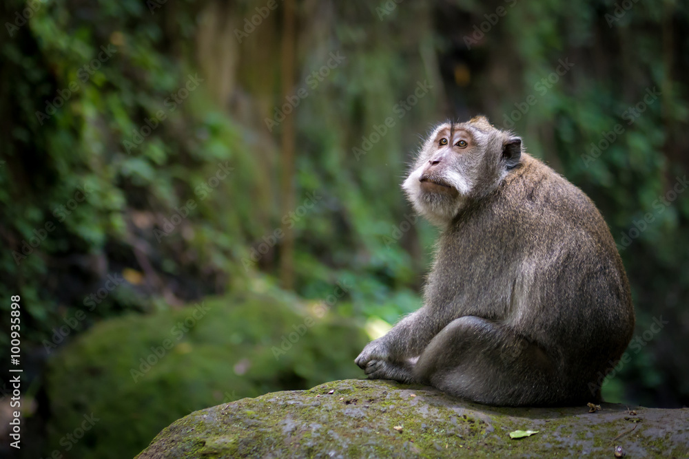 Thoughtful monkey sitting on mossy rock in forest, Ubud, Bali