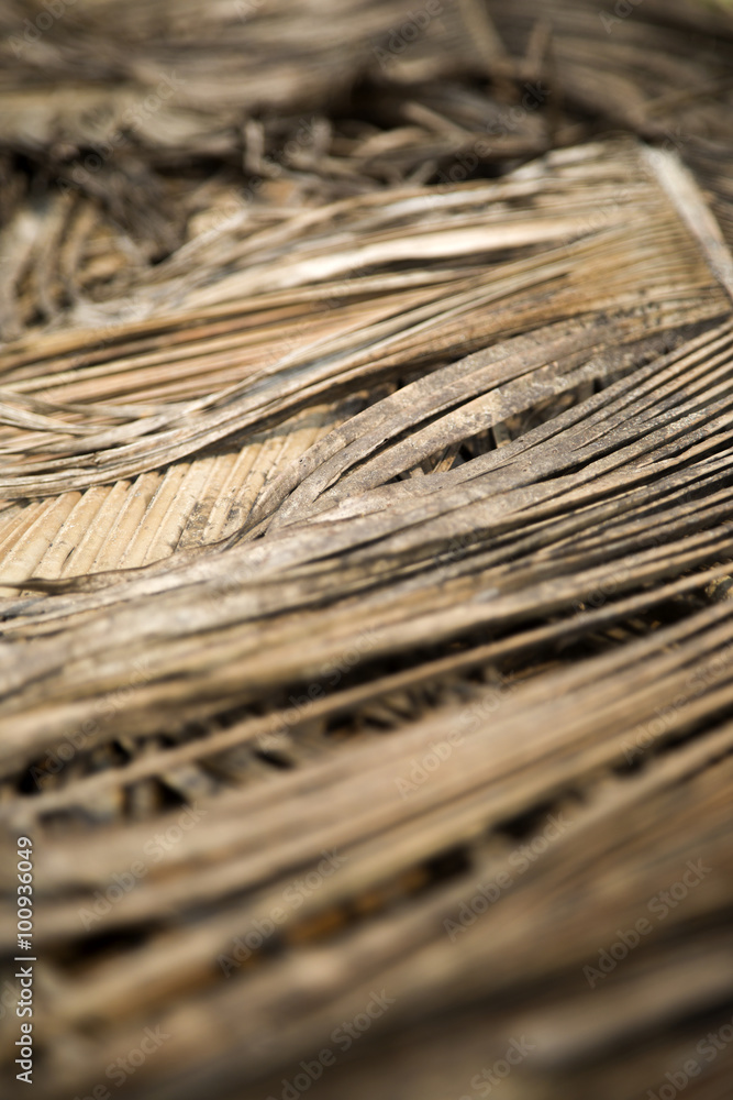 Naklejka premium Dry palm leaves in Agonda, Goa, India