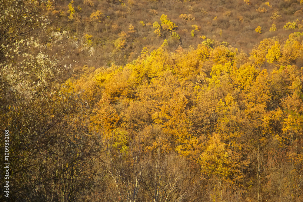 Fototapeta premium Autumn forest