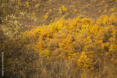 Autumn forest