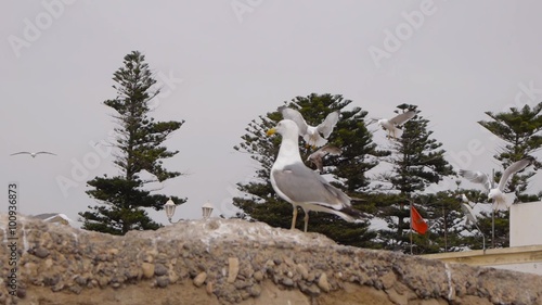 seagull with havy surf in background photo