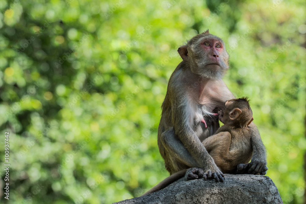 Mother feeding her baby