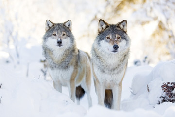 Wandcirkels Wolf Twee wolven in koud winterbos  © kjekol