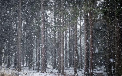 Schneesturm im Wald © emiljovanov