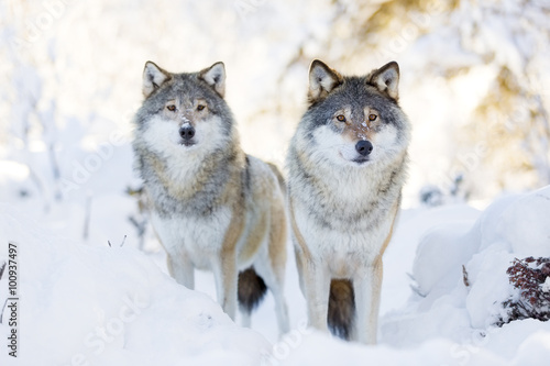 Two wolves in cold winter forest