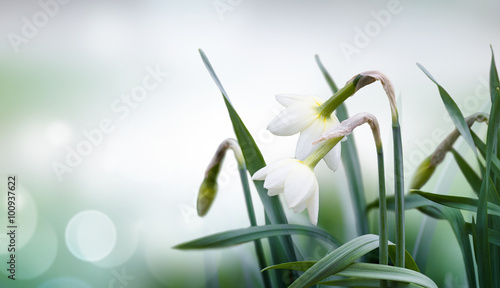 Wallpaper Mural abstract spring background Torontodigital.ca