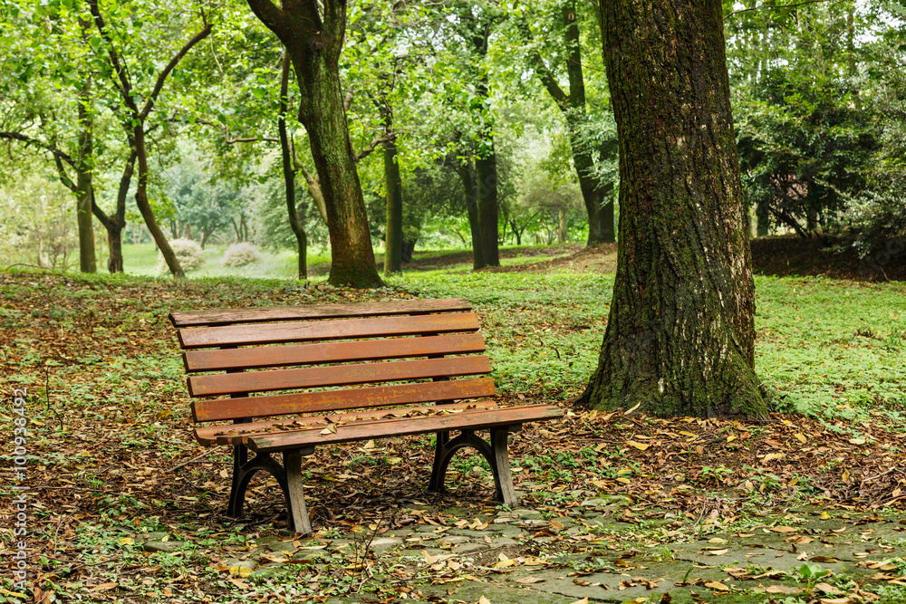 wooden bench in the quiet city park
