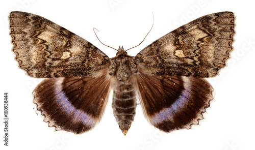 The Blue Underwing, Catocale fraxini, also called the Clifden Nonpareil photo