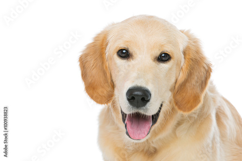Young beautiul golden retriever dog © svetography