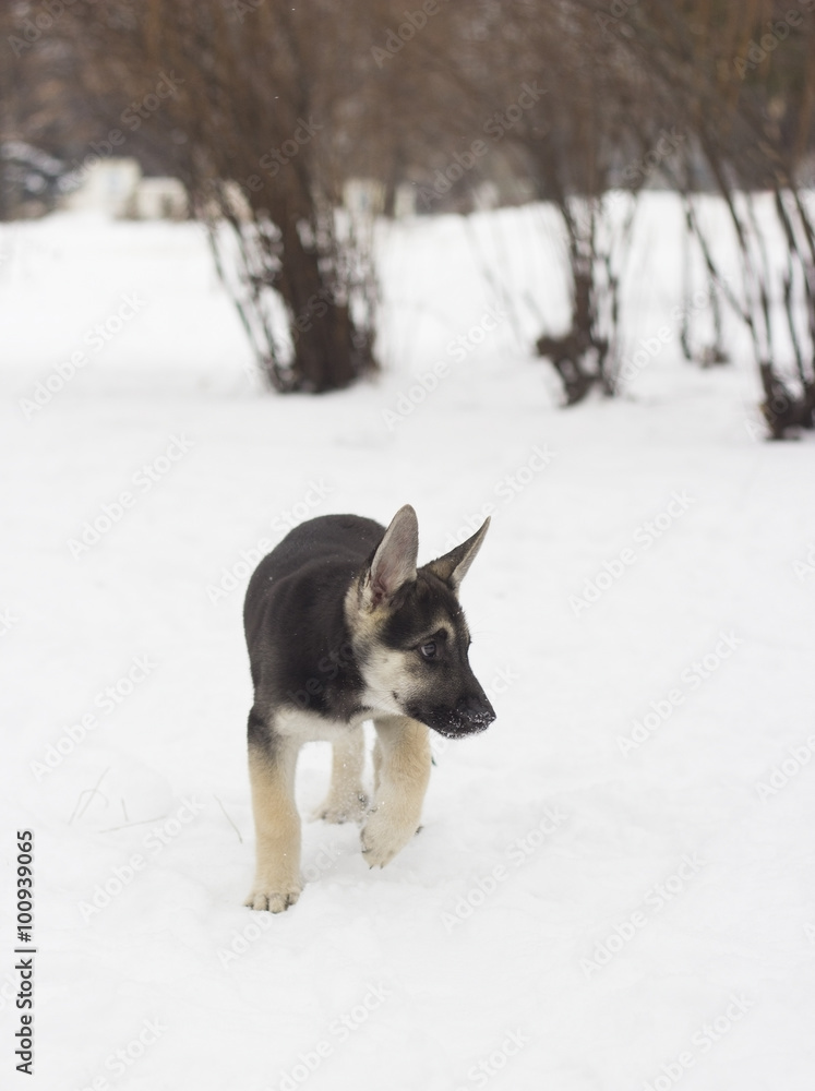 German Shepherd walks on snow German Shepherd walks on snow